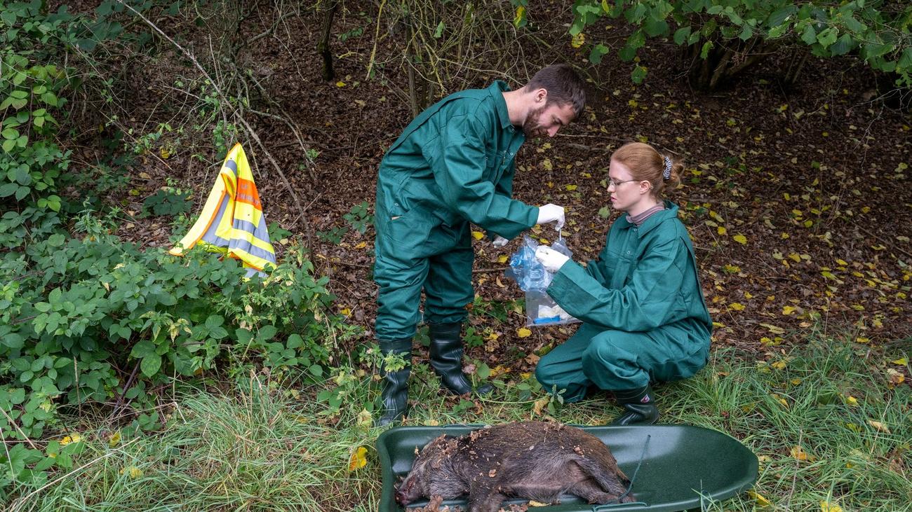 Krankheiten: 213 Wildschwein-Proben ohne Nachweis der Schweinepest ...