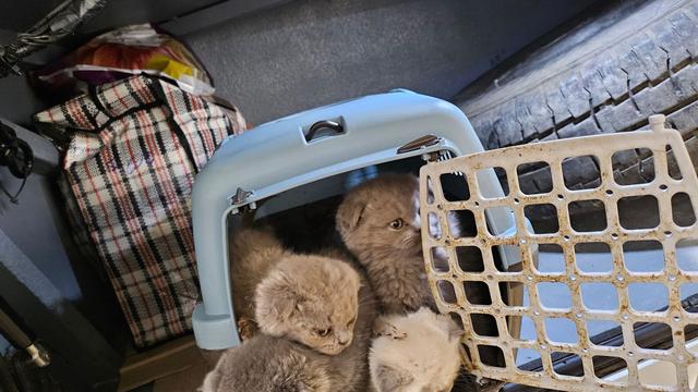 Kriminalität: Bundespolizei entdeckt Katzenbabys im Kofferraum
