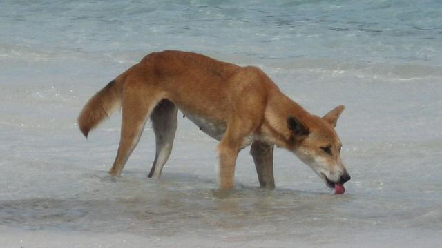 Tiere: Deutscher auf australischer Trauminsel von Dingo attackiert