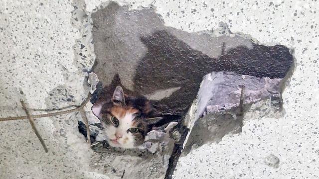 Tiere: Feuerwehr rettet Katze aus schmalem Spalt
