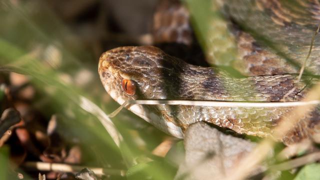 Tiere: Nationalpark will mehr über Schlangen im Harz herausfinden
