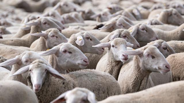 Tiere: Rund 25 Schafe ohne Besitzer auf Straße unterwegs