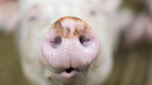 Tiere: Schweine entlaufen: Polizei sucht Besitzer