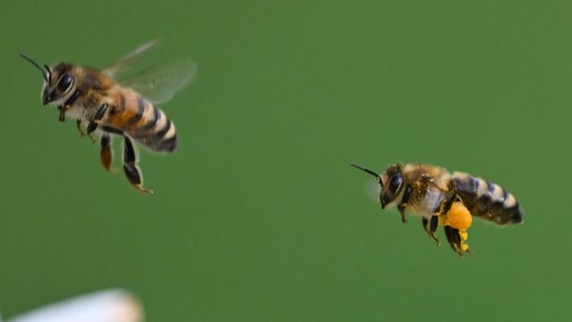 Tiere: Viele Bienenvölker überlebten Winter nicht