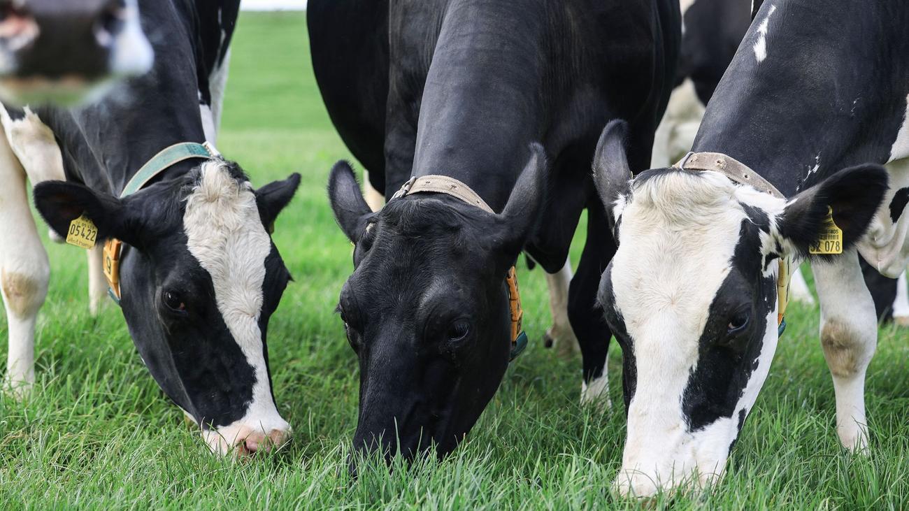Greenpeace : Les vaches nourries à l’herbe rendent la production laitière plus durable