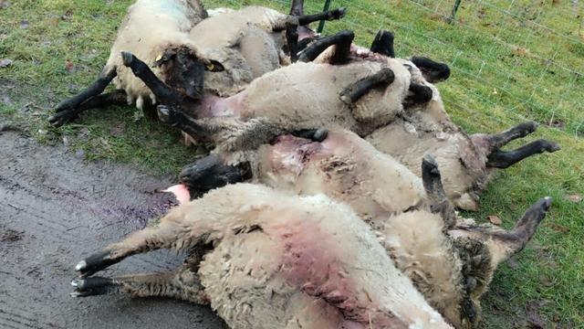Tiere: Tod mehrerer Schafe: Chance auf Wolfsabschuss schlecht