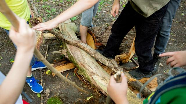 Schulen: Mehr als 8000 Kinder sollen Wald erkunden