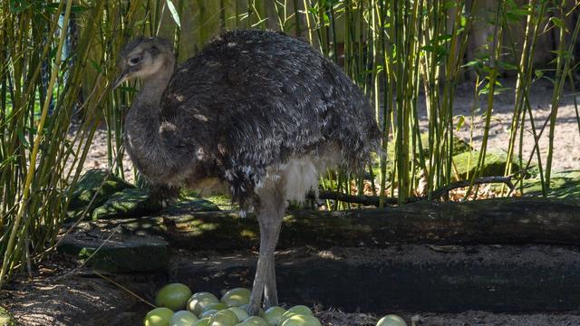 Tiere: Nandu-Hahn im Magdeburger Zoo brütet auf 16 Eiern