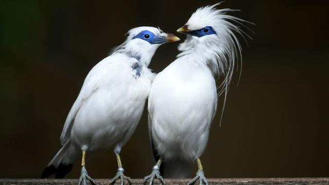 Tiere: Seltener Vogel-Nachwuchs im Erfurter Zoo