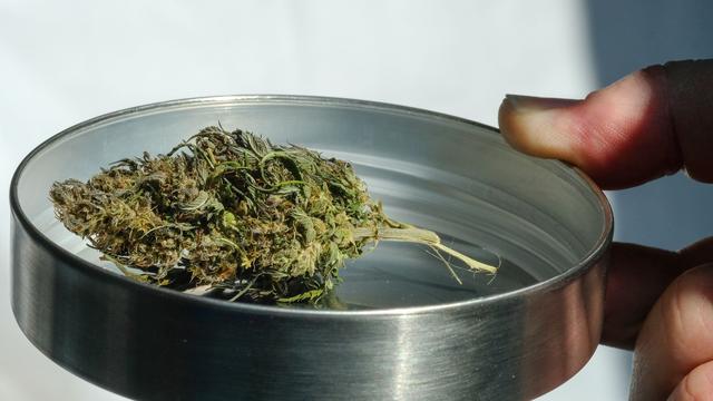 Legalisierung: Stelle für Suchtfragen: Cannabis-Gesetz löst nicht Probleme