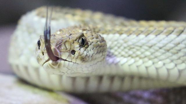 Tiere: Behörde beschlagnahmt Giftschlangen bei privatem Besitzer