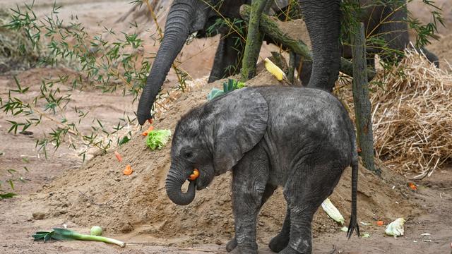 Tiere: Elefantenbaby im Zoo Halle auf den Namen Simon getauft