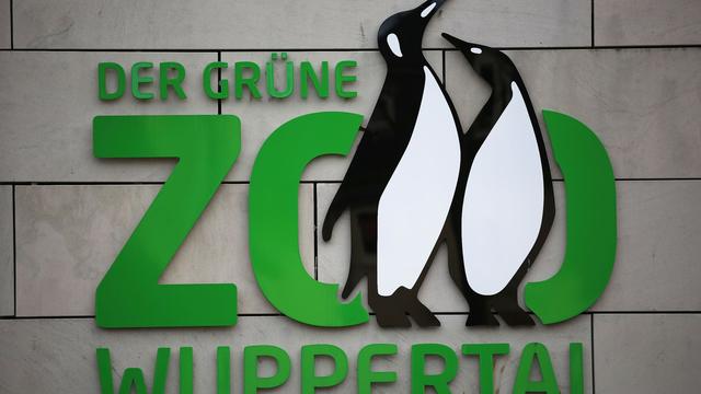 Tiere: Kuhpocken im Wuppertaler Zoo ausgebrochen