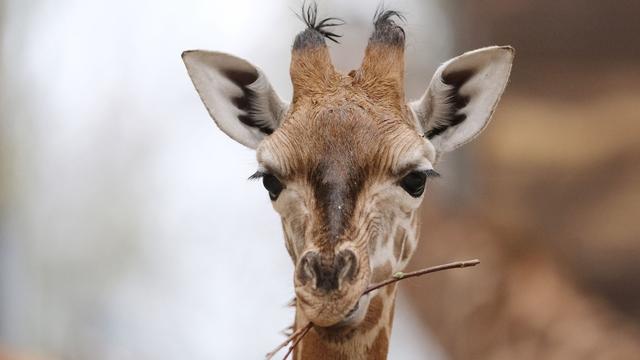 Tiere: Leipziger Giraffenbaby heißt Kiano