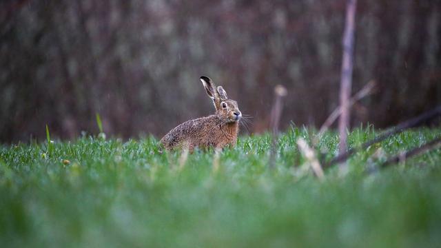 Tiere: Gute Nachricht vor Ostern: Zahl der Feldhasen legt weiter zu