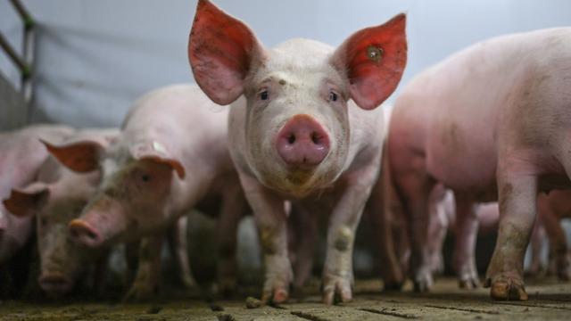 Tiere: Niedrigster Bestand an Schweinen und Rindern seit 1992