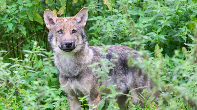 Niedersachsen: Schnellverfahren: Wolf soll zum Abschuss freigegeben werden