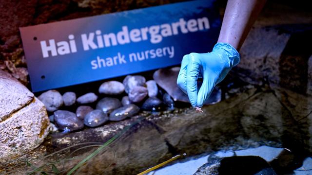 Tiere: Sea Life: Katzenhai-Babys früher als erwartet geschlüpft