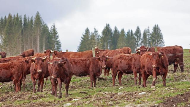Sachsen-Anhalt: Weniger Landwirtschaftsbetriebe halten Tiere