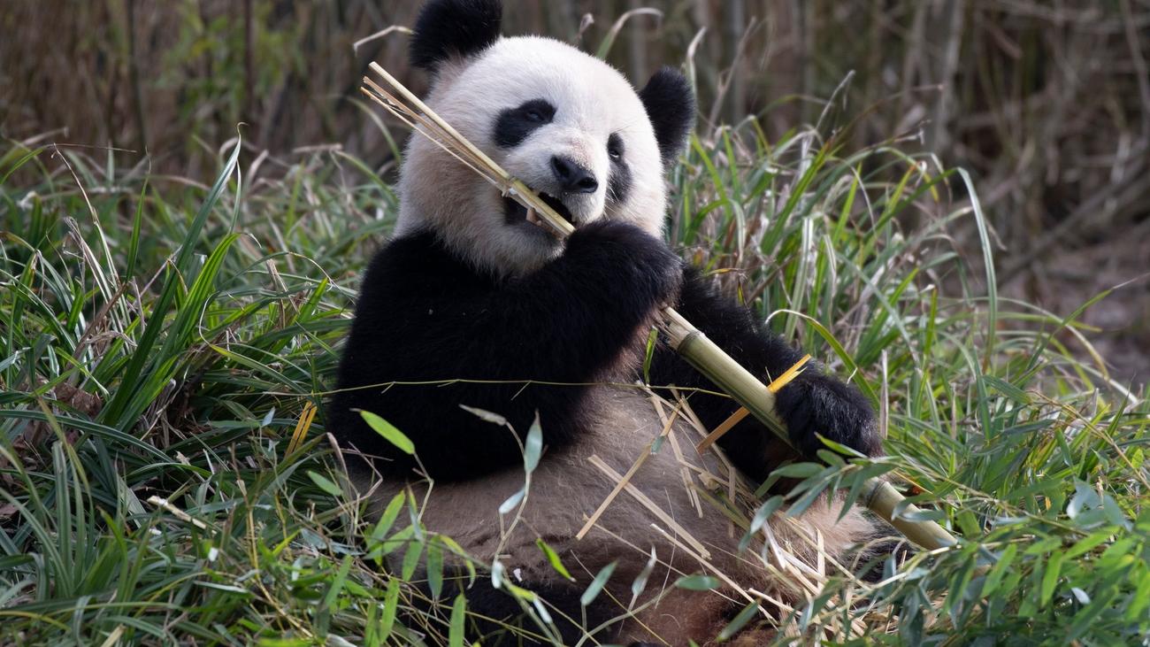 Animaux : la femelle panda de Berlin Meng Meng a été inséminée artificiellement