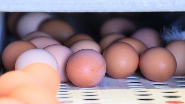 Tiere: Hennen legten vergangenes Jahr mehr Eier als 2022