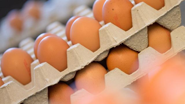 Tiere: Weniger Eier aus ökologischer Haltung produziert