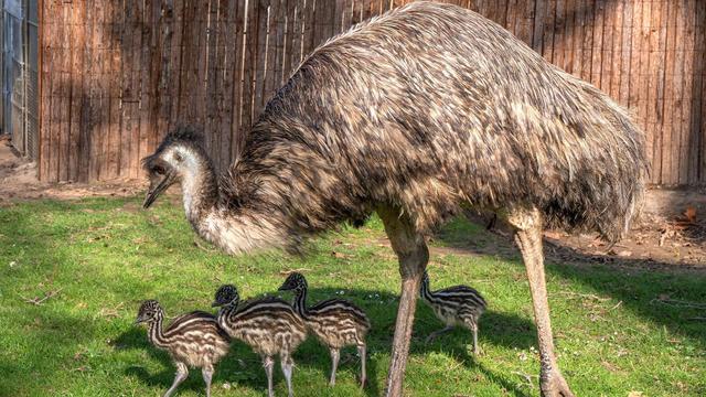 Tiere: Nachwuchs bei den Emus in der Wilhelma