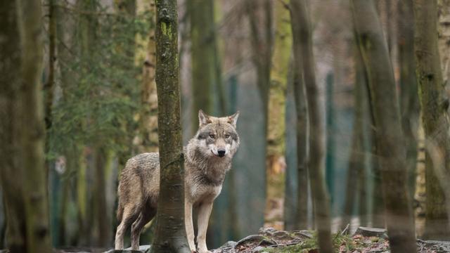 Tiere: Wolf in der Stadt Halle gesichtet