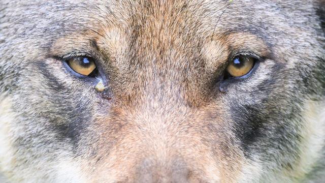 Tiere: Ministerium: Genehmigung für Wolf-Abschuss gilt weiterhin