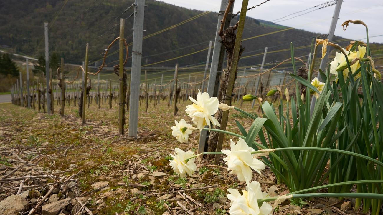 Wetter: Nasse Ostertage In Rheinland-Pfalz Und Im Saarland Erwartet ...