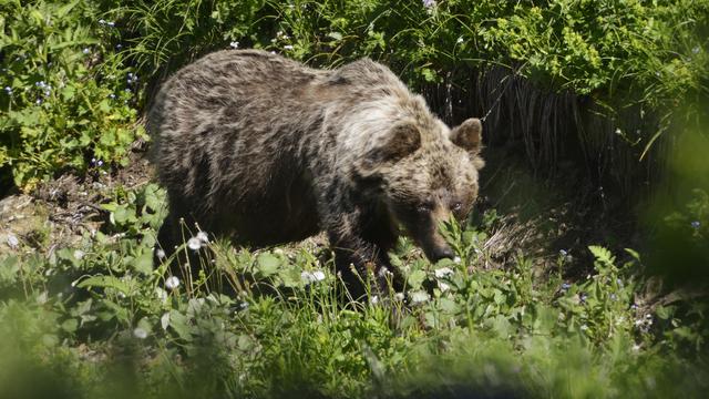 Tiere: Neuerliche Angriffe von Braunbären in der Slowakei