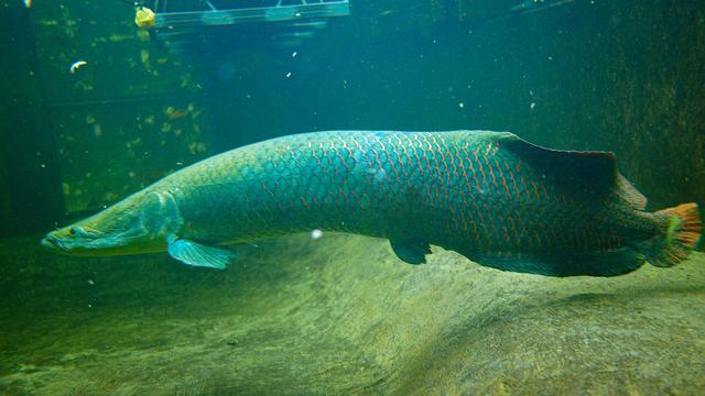 Tiere: Duisburger Zoo beheimatet riesige Raubfische