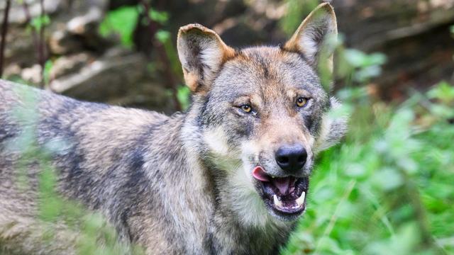 Region Hannover: Genehmigung für Wolf-Abschuss vorläufig ausgesetzt