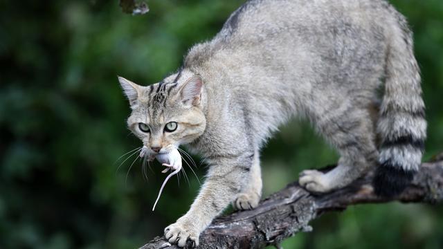 Tiere: Naturschützer warnen: Wild- und Hauskatzen nicht verwechseln