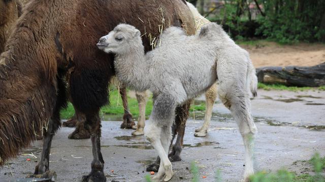 Tiere: Kleines Trampeltier Omar neuer Besuchermagnet im Kölner Zoo