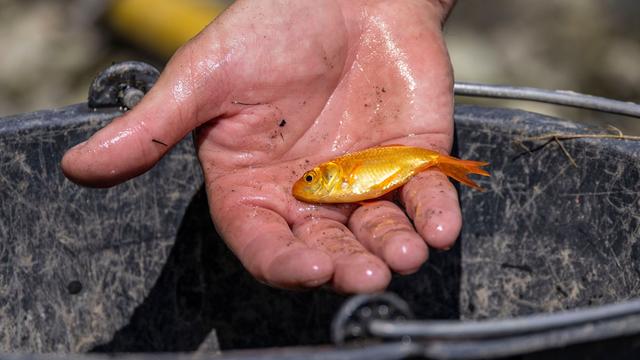 Tiere: Mann rettet Goldfisch nach fast 40 Minuten auf dem Trockenen