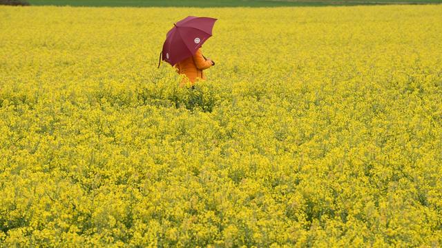 Wetter: Gelbe Pracht auf nassen Feldern - Raps blüht
