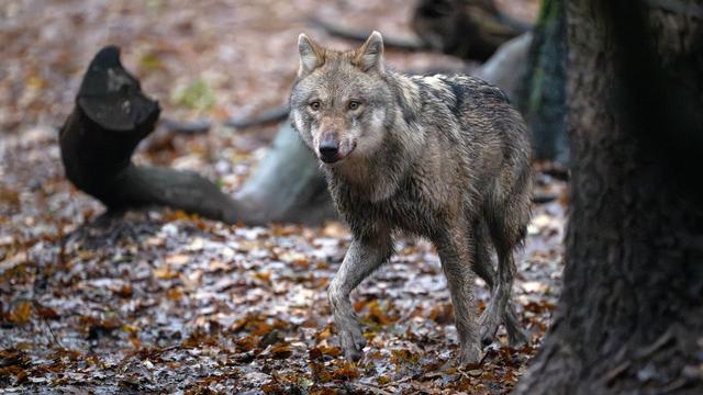 Naturschutz: Mitgliedsverbände verlassen das Dialogforum Wolf