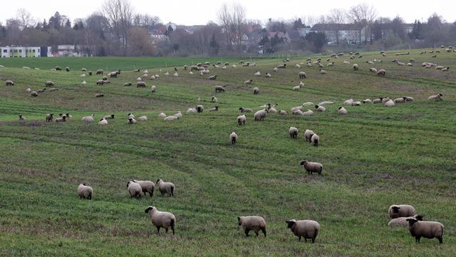 Tiere: Schäfer beklagt Wolfsangriff auf Herde: 19 tote Schafe