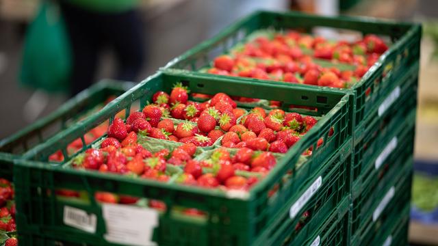 Agrar: Erdbeerernte in Hessen kurz vor dem Start