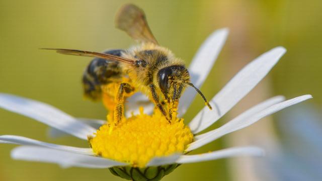 Tiere: Wechselhaftes Wetter macht Bienen nichts aus