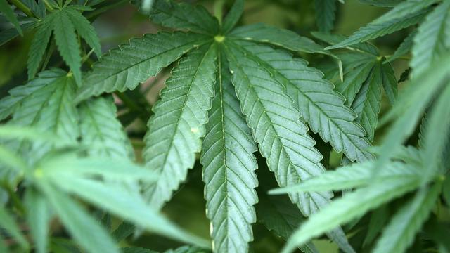 Gesellschaft: Wenige Vorfälle nach Cannabis-Freigabe im Saarland