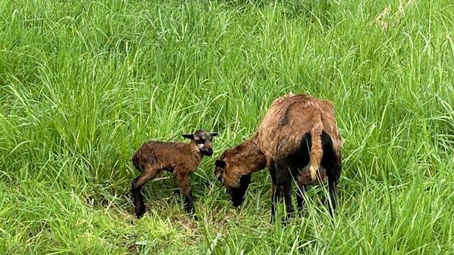 Tiere: Polizei fängt Schafe ein und wird von Lamm-Geburt überrascht