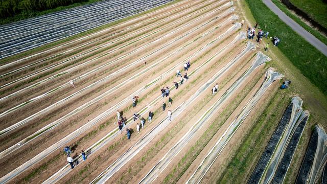Agrar: Spargelsaison in Hessen eröffnet