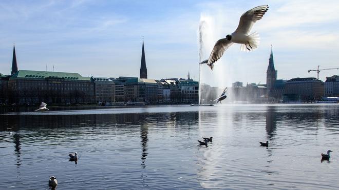Wasser: Möwen fliegen über der Alster mit der Alsterfontäne.