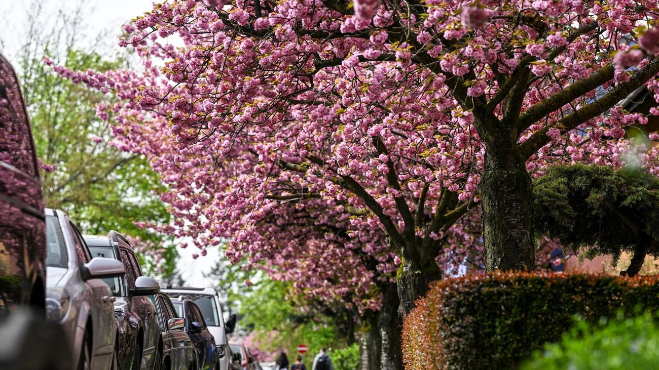 Nature : Splendeur rose : cerisiers en pleine floraison