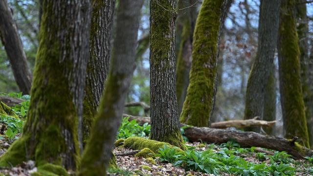 Natur: Ein Urwald in Hessen - 20 Jahre Nationalpark Kellerwald-Edersee
