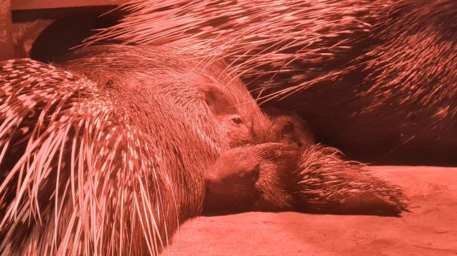 Tiere: Stachelschwein-Babys kuscheln unter Wrmelampe im Zoo | DIE ZEIT