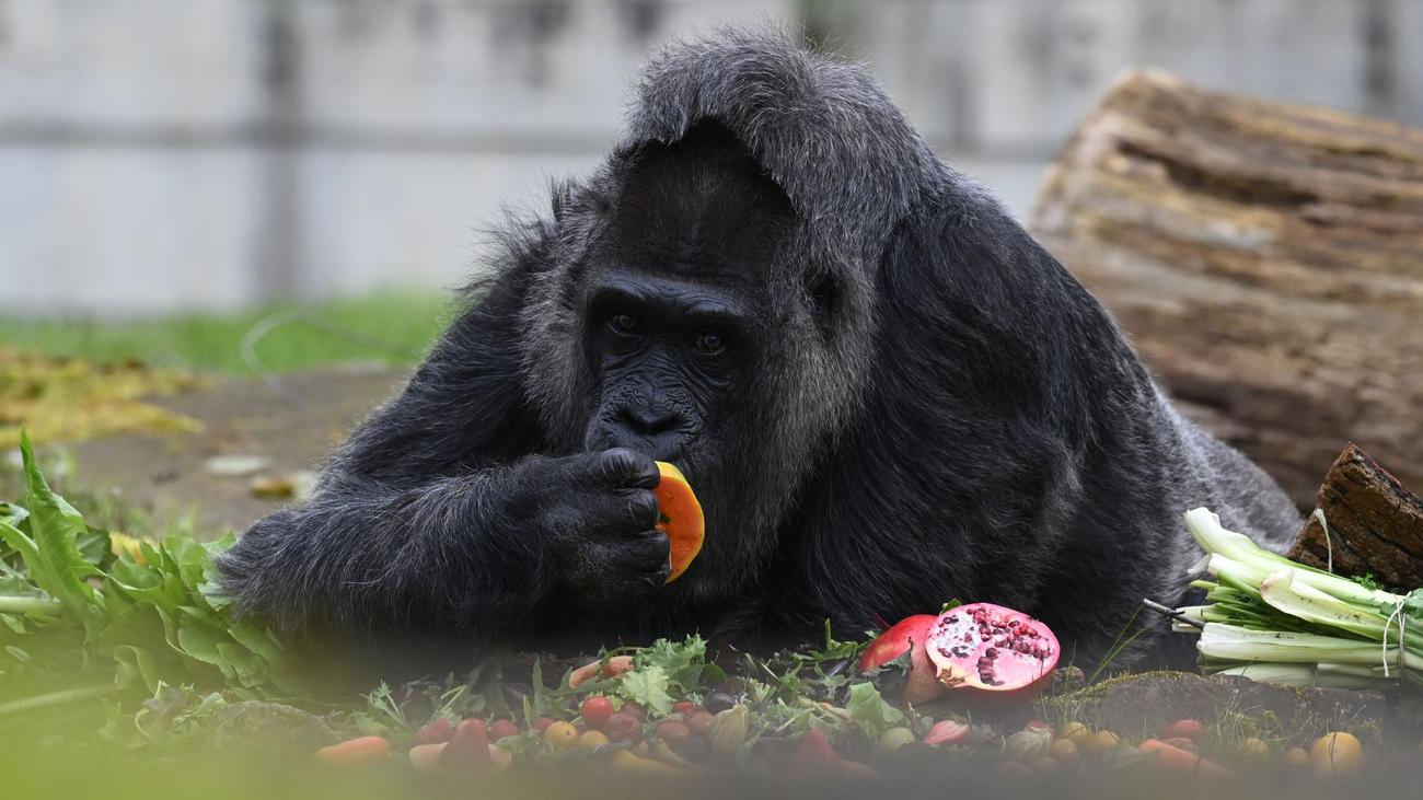 Buntes Berliner Zoo feiert 67. Geburtstag von GorillaDame Fatou