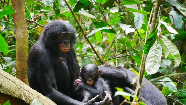 Tiere: Bonobo-Männchen sind aggressiver als gedacht
